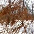 Sheltowee Trace - 06